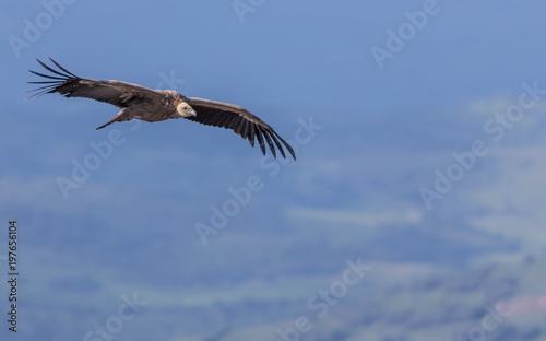 Griffon Vulture in the Sierra Crestillina Mountains  Spain.