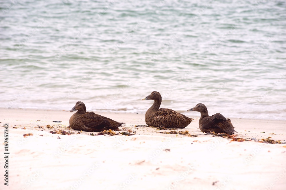 Weibliche Eiderenten (Somateria mollissima), sitzen auf Sandstrand, Helgoland, Insel Düne, Nordsee, Schleswig-Holstein, Deutschland, Europa Weibliche Eiderenten (Somateria mollissima), sitzen auf Sandstrand, Helgoland, Insel Düne, Nordsee, Schleswig-Holstein, Deutschland, Europa