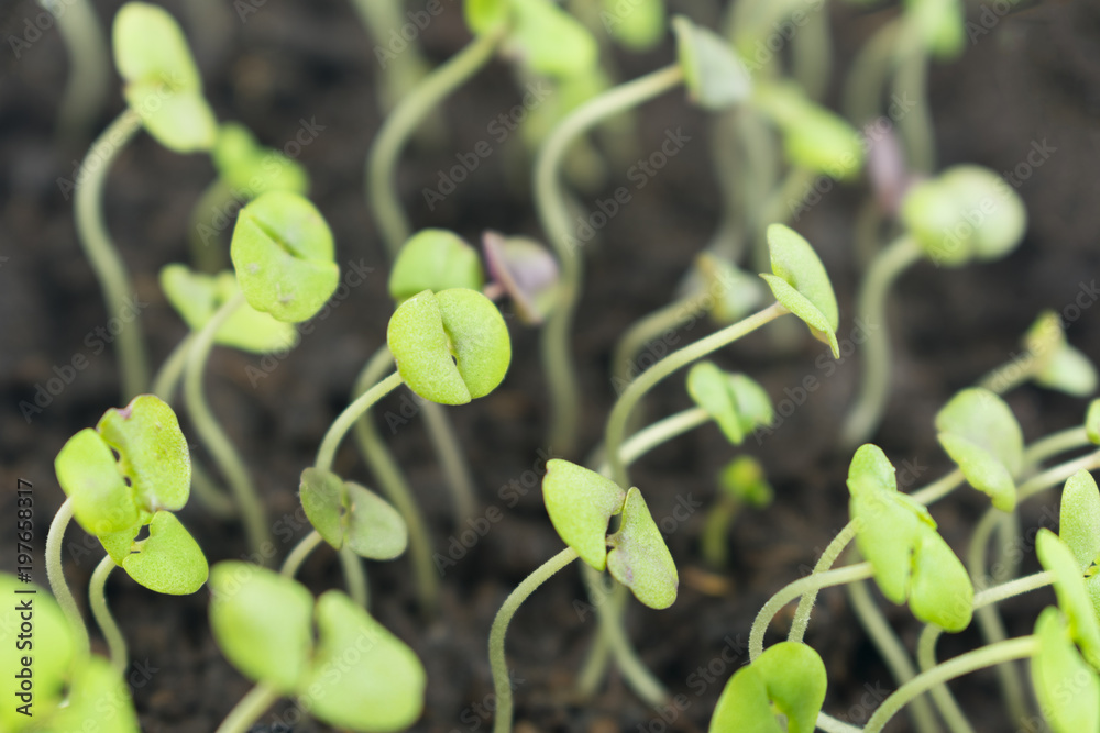 sprouts of basil sprouts of basil