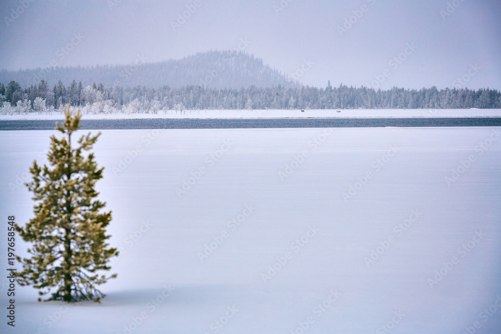 Freedom is in us. A frozen lake covered with snow, and in the background a mountain and a piece of tundra forest