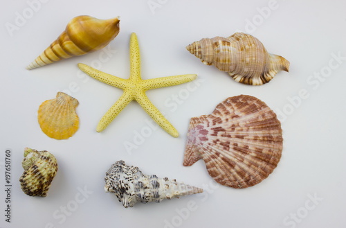 Sea objects on white background. Summer theme concept. 