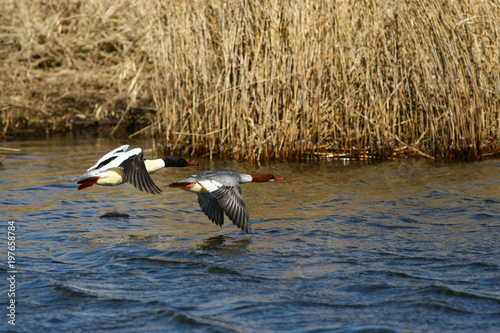 Merganser, raccoon merganser - a species of large water bird in the Anatidae family