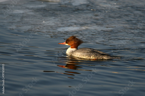 Merganser, raccoon merganser - a species of large water bird in the Anatidae family