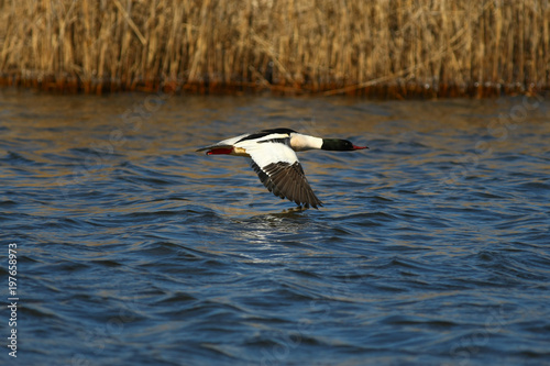 Merganser, raccoon merganser - a species of large water bird in the Anatidae family