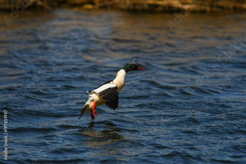 Merganser, raccoon merganser - a species of large water bird in the Anatidae family