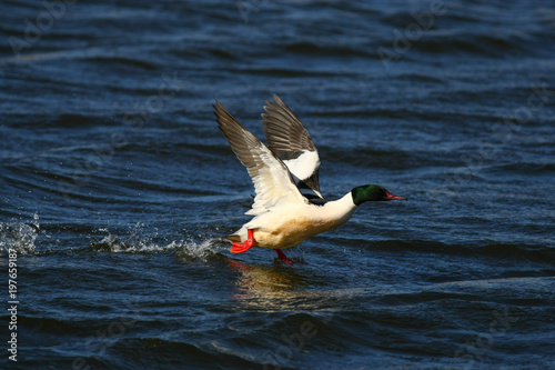 Merganser, raccoon merganser - a species of large water bird in the Anatidae family