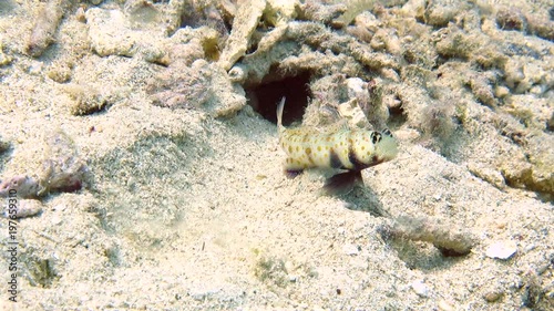 Symbiotic relationship between  shrimps - blind worker and  Steinitzs Shrimpgoby (  Amblyeleotris Steinitzi )