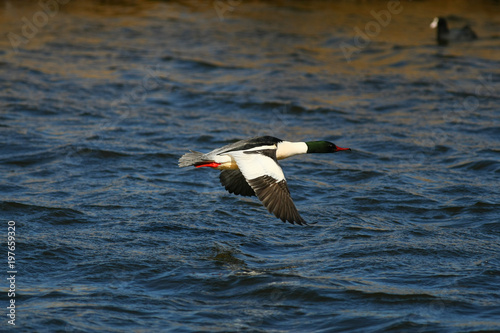 Merganser, raccoon merganser - a species of large water bird in the Anatidae family