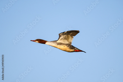 Merganser, raccoon merganser - a species of large water bird in the Anatidae family