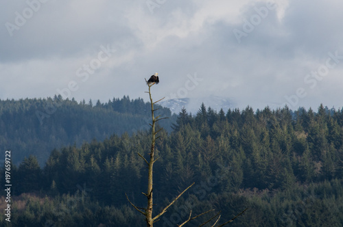 Bald Eagle sits atop dead tree photo
