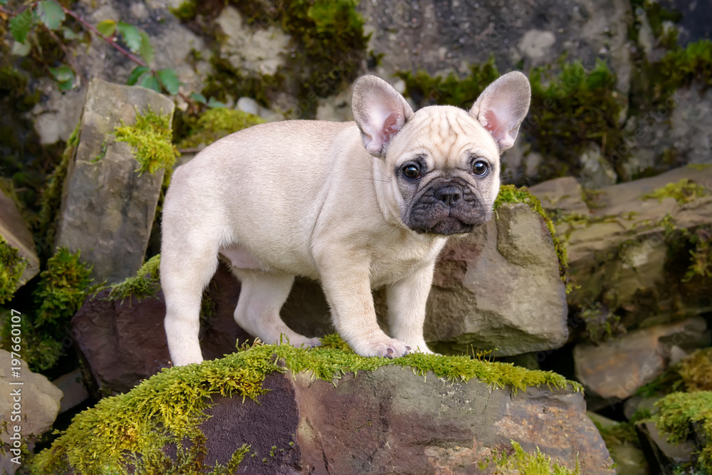 Olde french bulldogge clearance