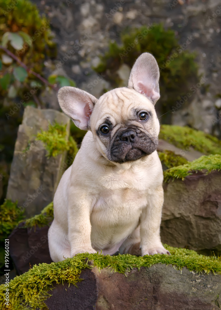 Eight weeks old French Bulldog puppy, fawn colored female 