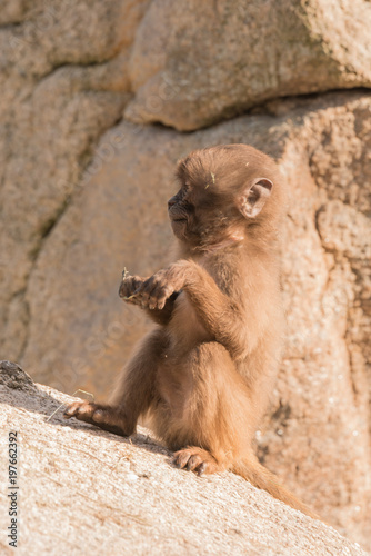 Blutbrustpaviane im Zoo