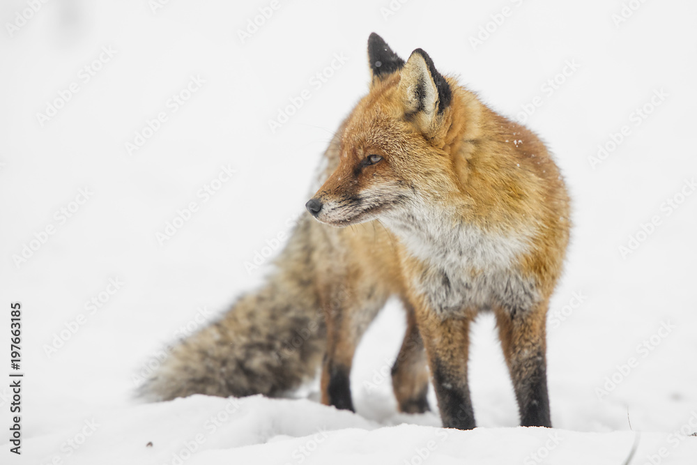 Obraz premium red fox