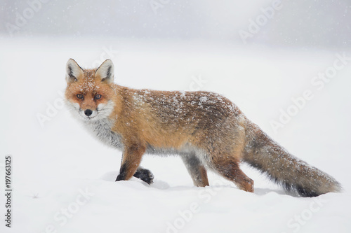 red fox © rasto24