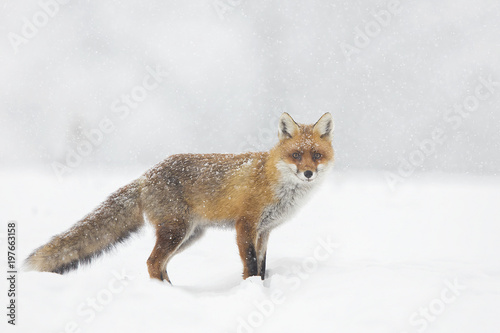 red fox