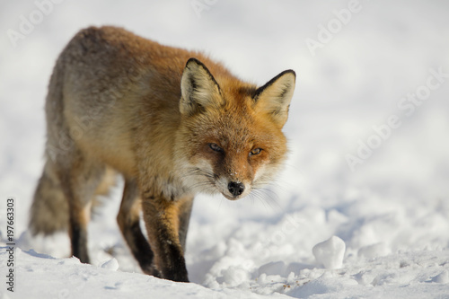 red fox  © rasto24