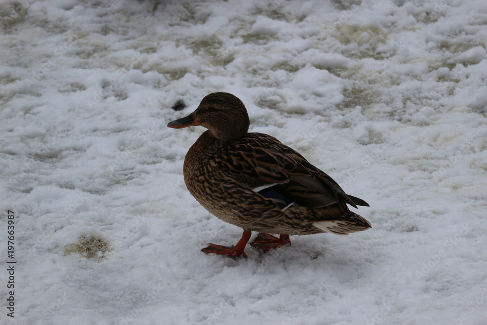 Duck on the snow Duck on the snow
