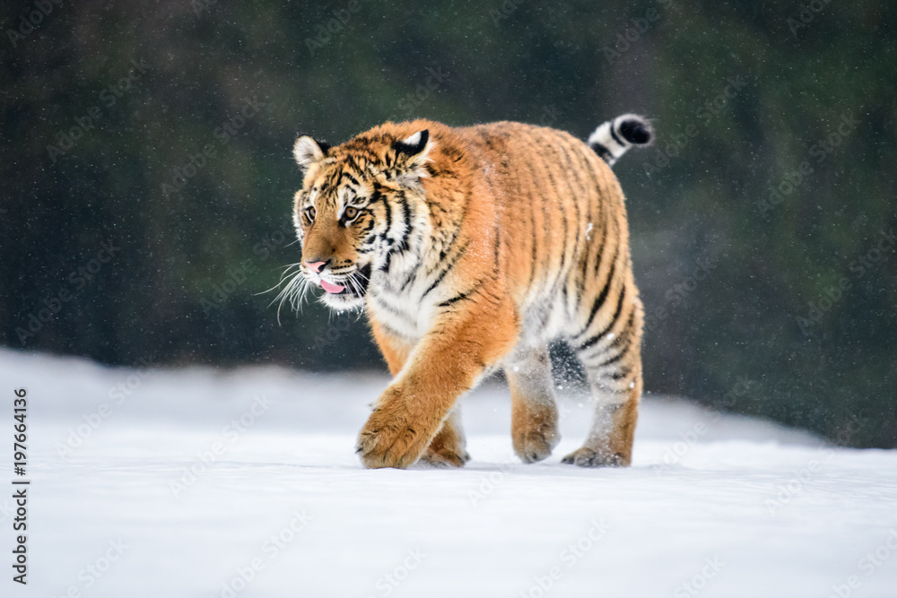 Obraz premium Siberian Tiger in the snow (Panthera tigris)