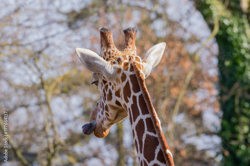 Netzgiraffe im Zoo