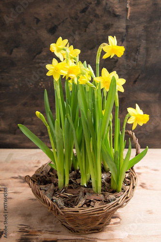 Amazing Yellow Daffodils flowers in basket.  image for spring background photo