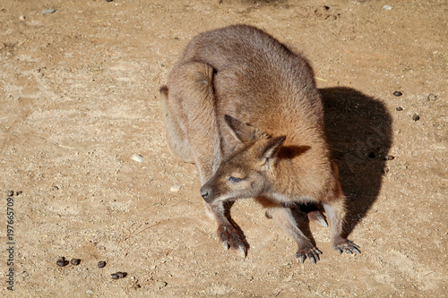 Känguru, Kängurus, Tier, Natur  photo