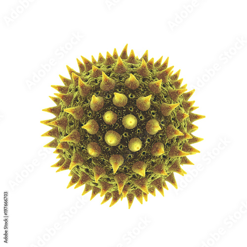 Pollen grain isolated on white, Pollen allergy is also known as hay fever or allergic rhinitis