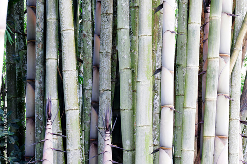  Green bamboo background