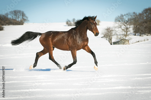 Tela Horse running free, galloping and trotting in the sunshine, in the snow in a pasture