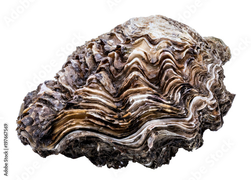 Fresh oysters isolated on white background