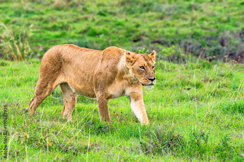 Fototapeta premium Lioness walks in savanna