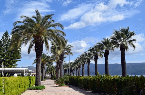 Palms.Street in palm trees.Marmaris.Turkey 