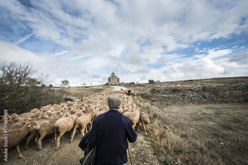 Rear view of shepherd herding sheep while walking on field against cloudy sky