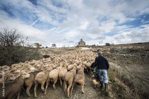 Rear view of male shepherd herding sheep while walking on field photo