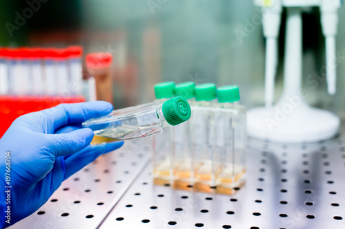 Cell culture flasks in laminar flow. Photo taken from laminar interior.