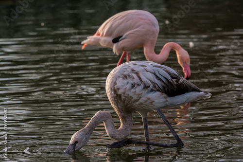 Flamingos im Park