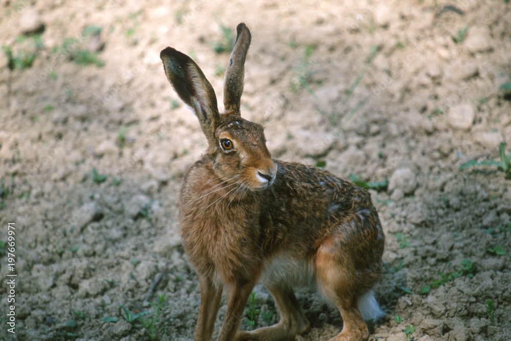 Obraz premium rabbit bunny eastern