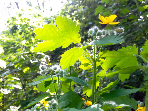 Purity in the forest in a sunny summer weather