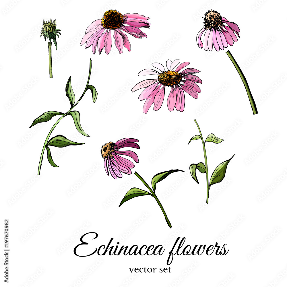 Hand drawn and colored sketch with echinacea flowers isolated on white background. Vector illustration - obrazy, fototapety, plakaty 