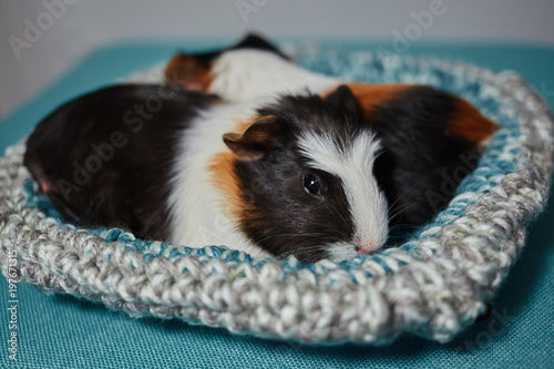 adorable two american guinea pigs tricolored with swirl on head on knitted pillow