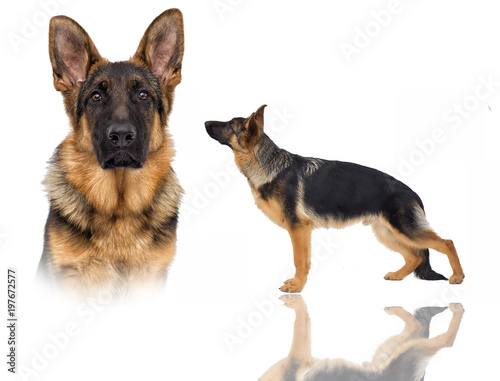 Fototapeta Naklejka Na Ścianę i Meble -  shepherd puppy looking