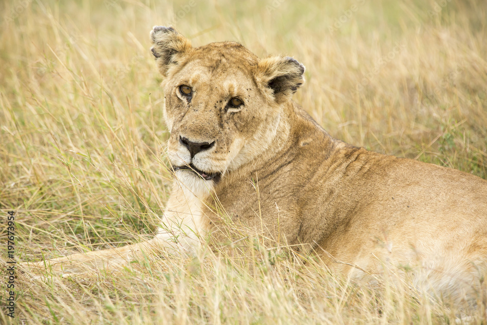 Portrait of lioness lying on grassy field