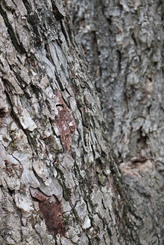 Old pecan tree in selective focus Old pecan tree in selective focus