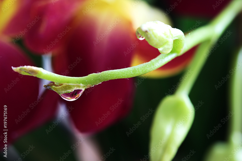 A big drop on a green flower stalk on a red, yellow and black background A big drop on a green flower stalk on a red, yellow and black background