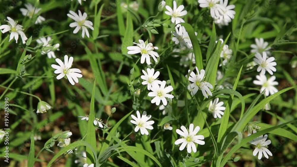 Blossoming wild field flowers, nature background.
Blossoming wild field flowers, nature background.