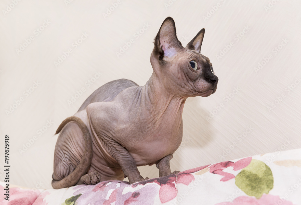 bald cat stares forward, a cat of breed the canadian Sphynx, a bald pet