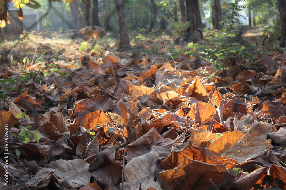 Autumn Autumn