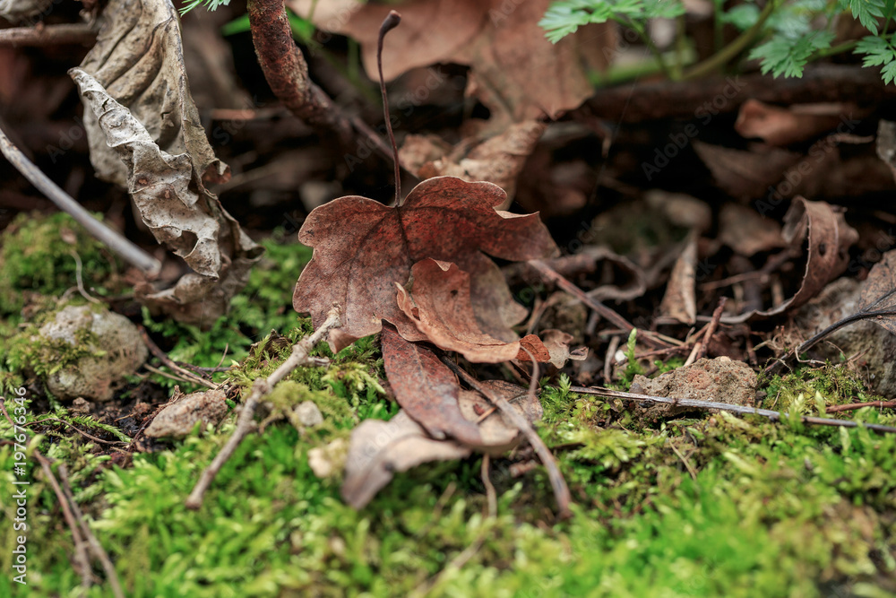 Brown leaf lies on the ground covered with moss, branches. Spring forest
