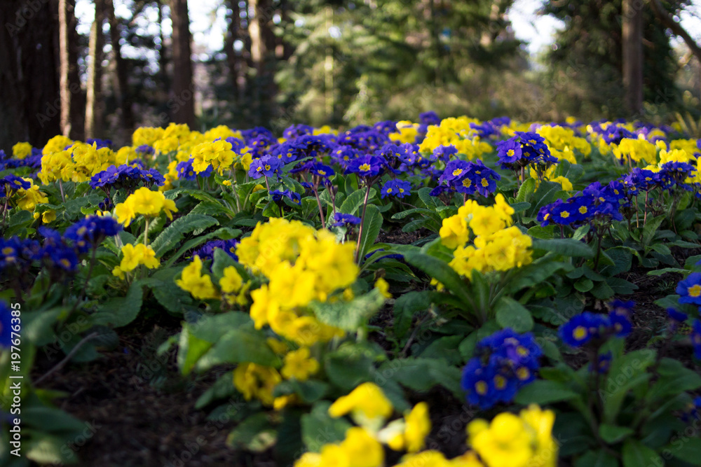 Blue and Yellow Flowers