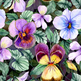 Beautiful large vivid viola flowers with green leaves on dark background. Seamless spring or summer floral pattern. Watercolor painting. Hand painted illustration.